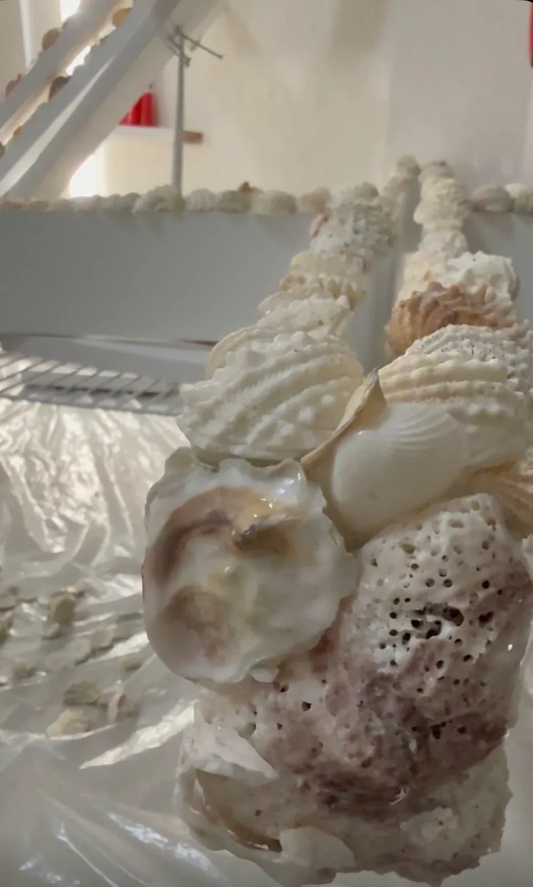 Close-up of a shell with a white background