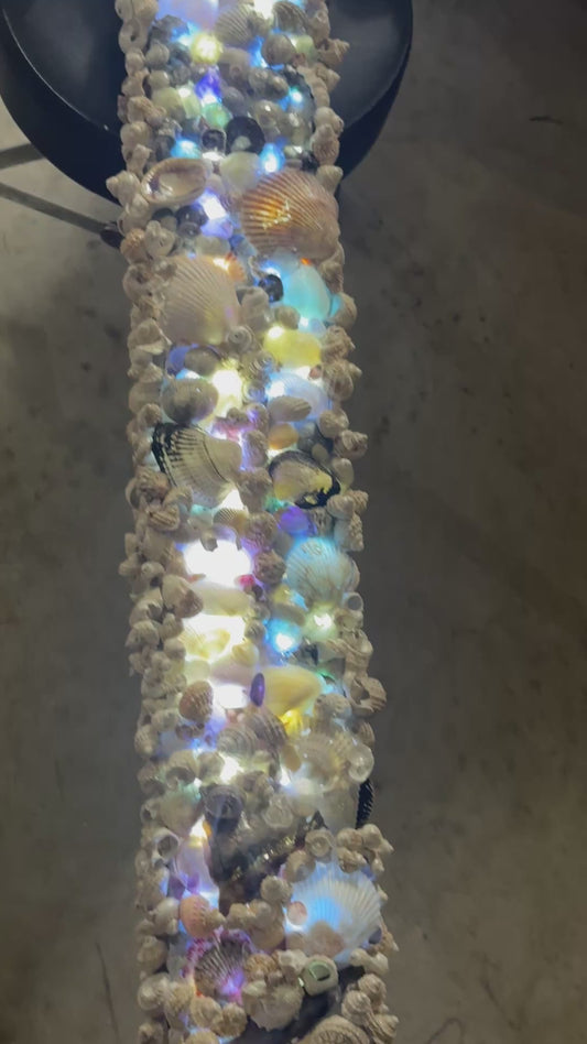 Sea Shell Sea Life